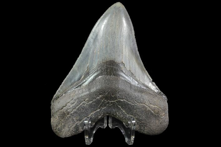 Serrated, Fossil Megalodon Tooth - Georgia #76499